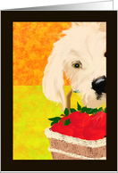GET WELL PUPPY WITH APPLES IN A BASKET card