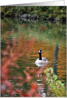Goose Swimming in Fall Colors card
