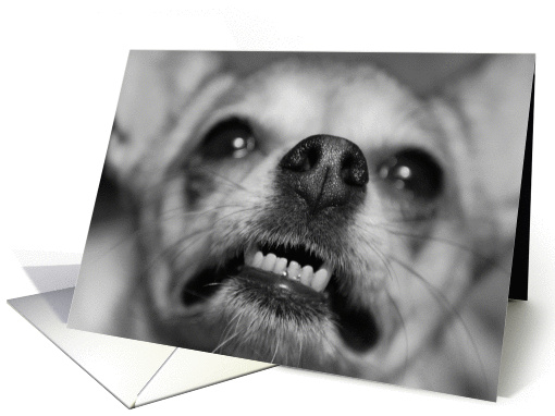 Tough Chihuahua! card (711678)