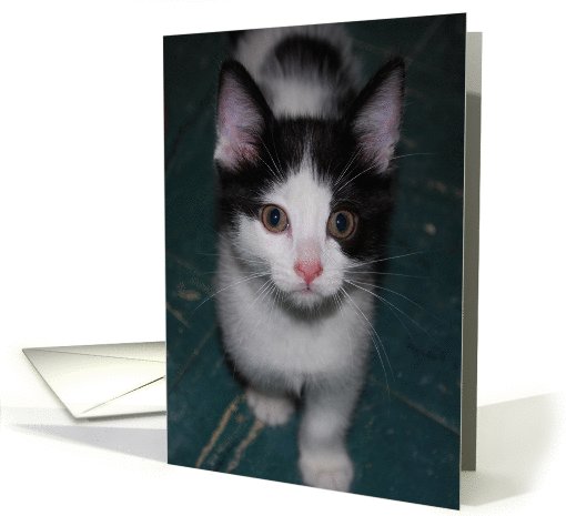 Diego, black & white kitten card (723205)