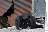 Bisbee Stray, Tuxedo Cat card
