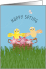 Chicks in Flower Basket Happy Spring card