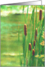 Cat tails Pond Mother’s Day card