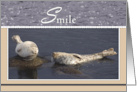 Couple of Seals Smile Encouragement card