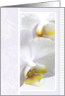 White Orchid Celebration of a Union card