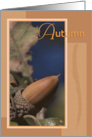 Acorn on Tree Autumn Season card