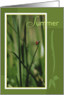 Ladybug on Grass Blade Summer Season card