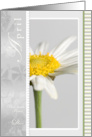 Single Daisy Flower for April Birthday card