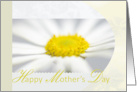 Single Floret Daisy for Mother’s Day card