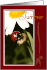 Summer Season Ladybug on Flower card