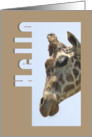 Giraffe Head Hello card