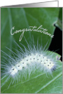 Caterpillar Science Fair Congratulations card