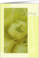 Spring Mahonia Blooming Buds card