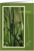 Ladybug on Grass Blade Summer Season card