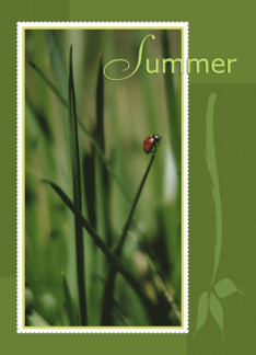 Ladybug on Grass...