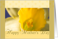 Mother’s Day Daffodil card