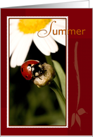 Summer Season Ladybug on Flower card