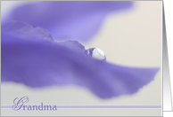 Iris Flower for Grandma on Mother’s Day card