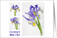 Iris Florals to...
