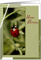 Lady Bug on Leaf Happy Birthday card