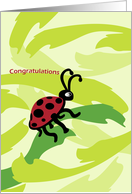 Lady Bug Congratulations card