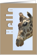 Giraffe Head Hello card