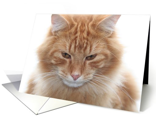 Orange Tabby Cat card (716669)