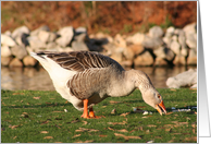Goose by a Pond card