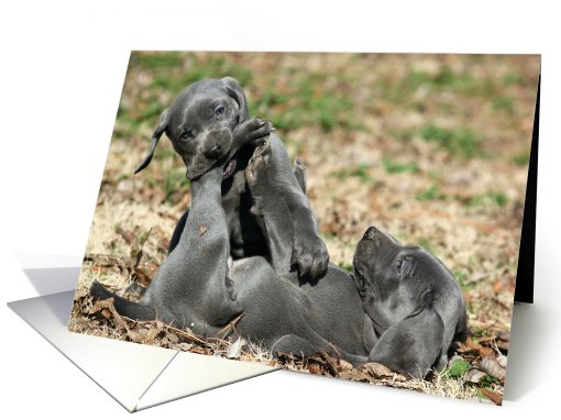 Gotcha, Weimaraner Puppies at Play card (766708)