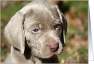 Gray Weimaraner Puppy card