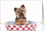 Yorkie invitation to A Valentine Party card