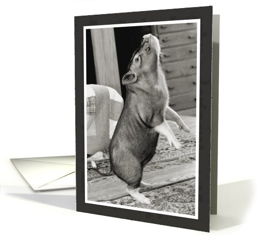Pot Belly Pig Standing on Two Legs Dancing card (768993)