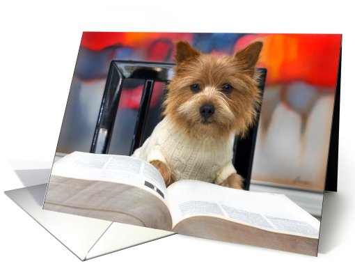 Cute Little Dog Reads A Book in a white sweater card (782184)