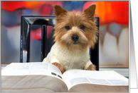 Cute Little Dog Reads A Book in a white sweater card