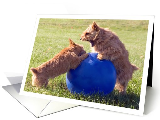 Cute Dogs having a Disagreement-Hang in There card (785783)