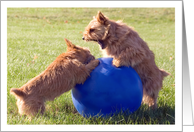 Cute Dogs having a Disagreement-Hang in There card