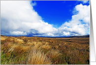 Grassy landscape of New Zealand card