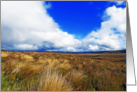 Grassy landscape of New Zealand card