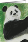 Panda Bear Fine Art Blank Any Occasion card