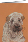 Shar Pei Dog Fine Art Blank Any Occasion card
