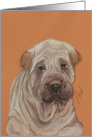 Shar Pei Dog Fine Art Thinking of You card