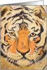 Tiger Wildlife Fine Art Blank Any Occasion card