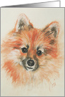 Pomeranian Dog Art Fine Art Blank Any Occasion card