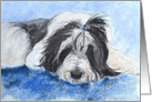Bearded Collie Dog Fine Art Blank Any Occasion card