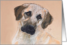Anatolian Shepherd Dog Fine Art Blank Any Occasion card