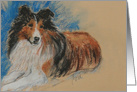 Shetland Sheepdog Sheltie Dog Fine Art Blank card