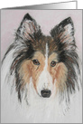 Shetland Sheepdog Sheltie Dog Fine Art Blank Any Occasion card