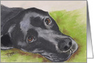 Black Labrador Retriever Fine Art Blank Any Occasion card