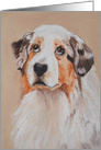 Australian Shepherd Fine Art Blank any occasion card