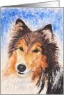 Shetland Sheepdog Fine Art Thinking of you card